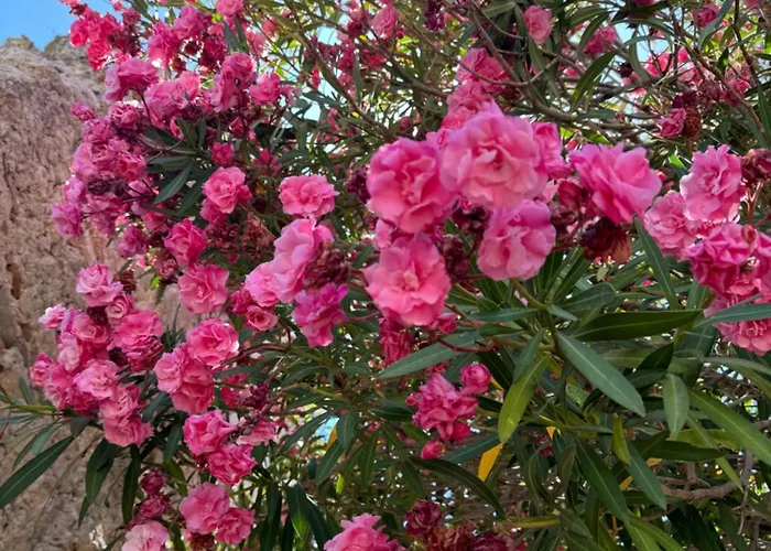 La Rosa Blu Bed & Breakfast